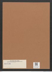 Navicula sp. (de-Toni-Nr.: Genus 1, Species 1095 ?) Zeichnungen Sammlung Grunow Mappe 00668 (Herbarium_W_Grunow_drawings_Folder_00668)